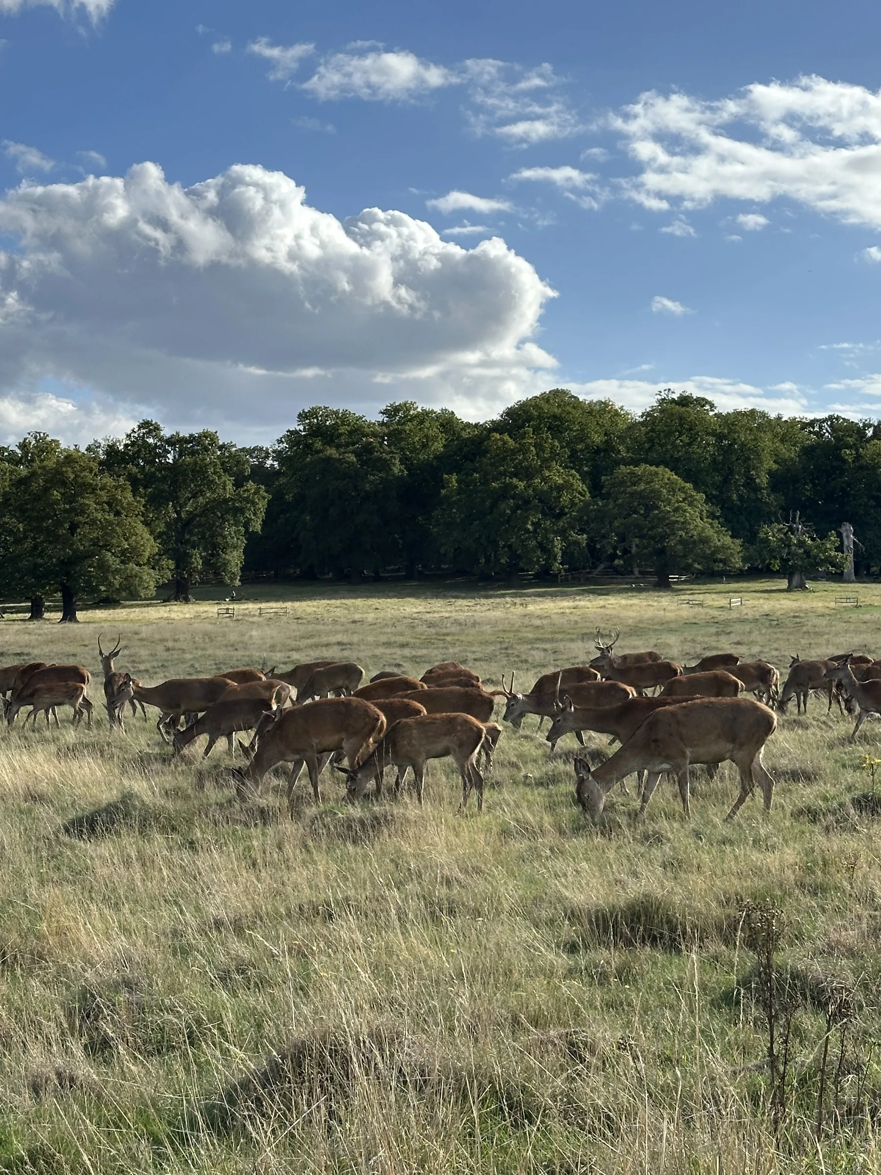 A herd of deer grazing in Richmond Park beneath a blue sky